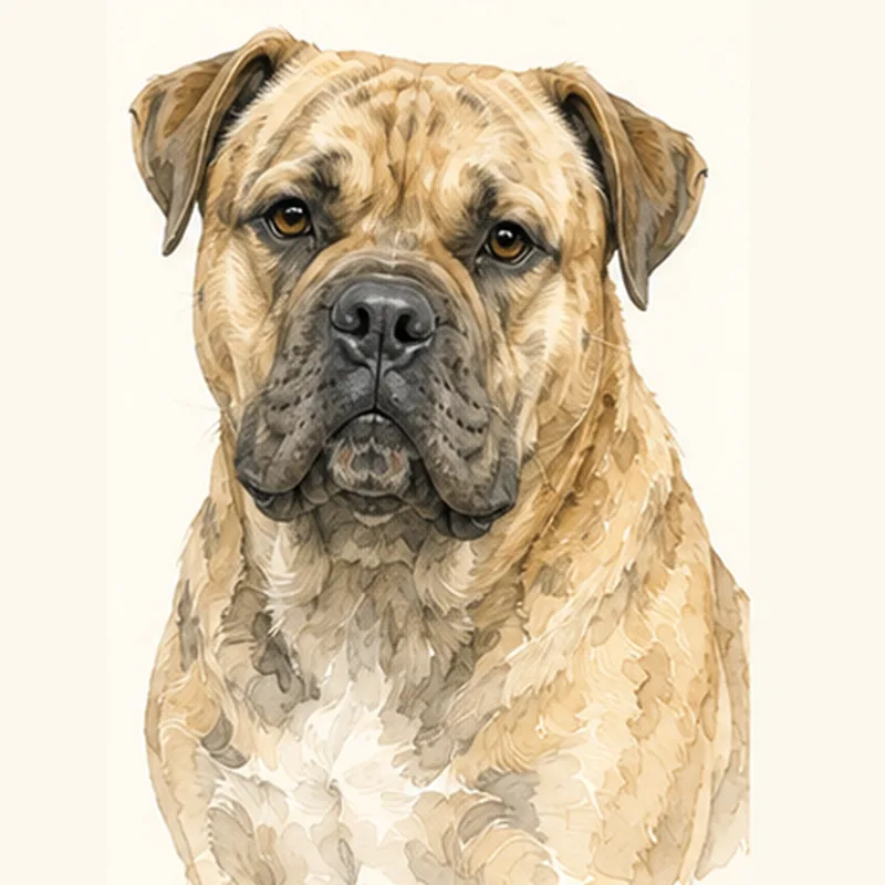 Illustration Dogue de Majorque (Ca de Bou)