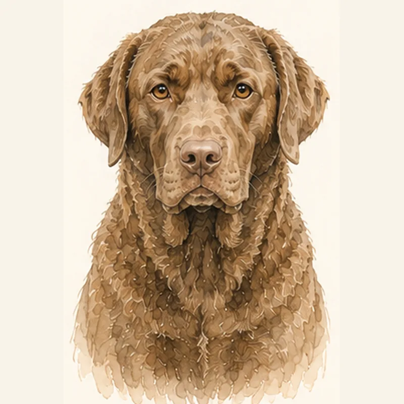 Illustration Retriever de la baie de Chesapeake