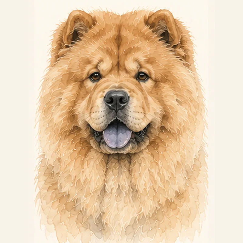 Illustration Chow-Chow