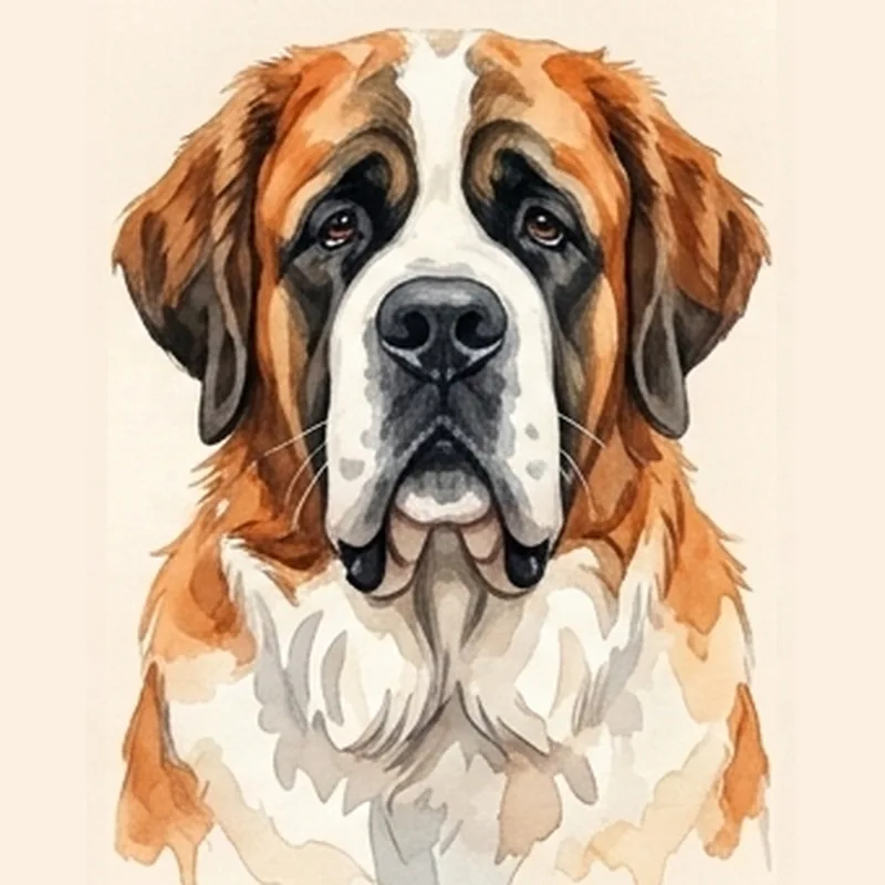 Illustration Saint-Bernard