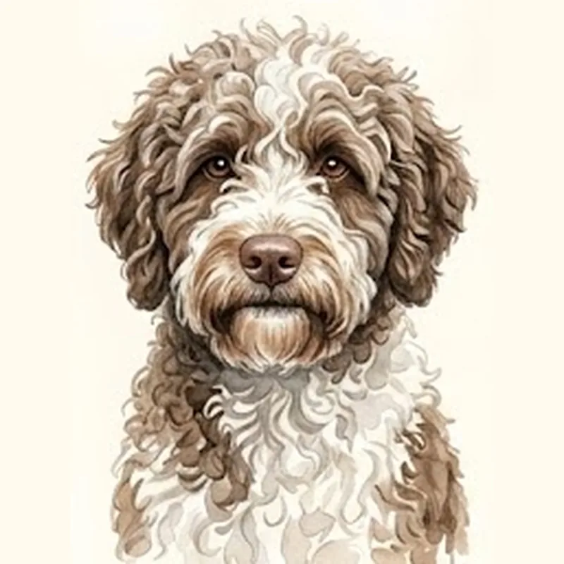 Illustration Chien d'eau espagnol